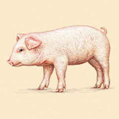 engrave pig illustration