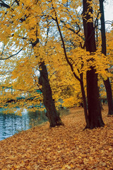 An autumn tree in the park.