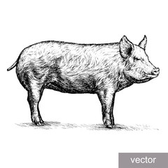 engrave pig illustration