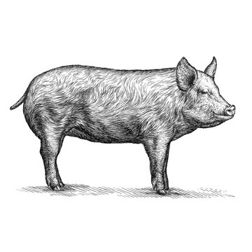 engrave pig illustration