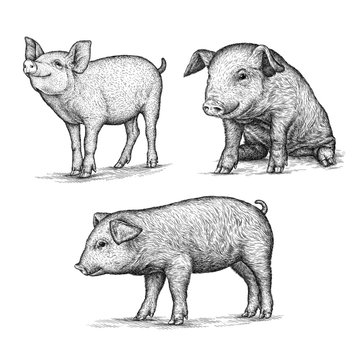engrave pig illustration