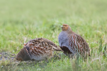 Closeup of grey partridge, Perdix perdix sphagnetorum, foraging in a meadow.