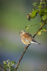 Fototapeta premium Common linnet, Linaria cannabina