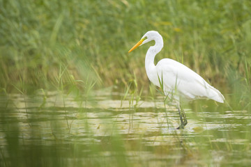 Great egret Ardea alba fishing