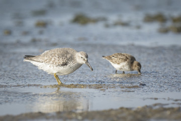 Dunlin, Calidris alpina, in search for food