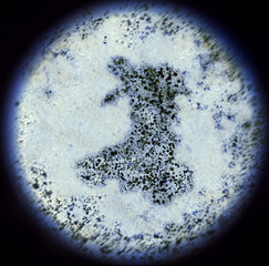 Bacterias in the shape of Wales viewed through a microscope.(ser