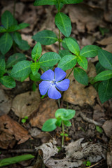 Vinca