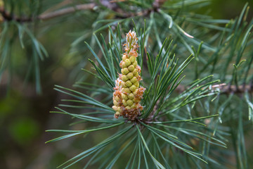 Fresh green fir branch