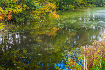 Teich im Herbst