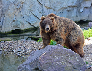 Obraz premium A brown bear in the forest. Big Brown Bear. Bear sits on a rock. Ursus arctos.