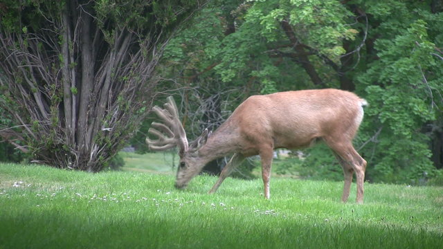 Deer buck eating grass in park HD