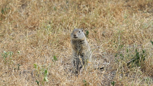 Prairie dogs standing P HD 0832