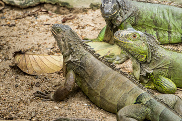 Three giant green iguana close up