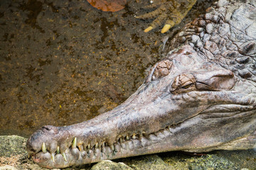 Big Head Crocodile in Chiang mai Thailand