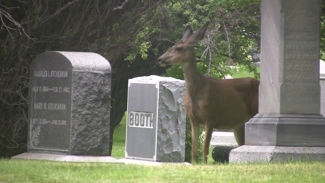 Deer Doe standing in headstones cemetery HD