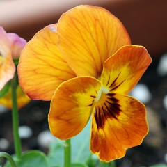 Violet - Pansy
