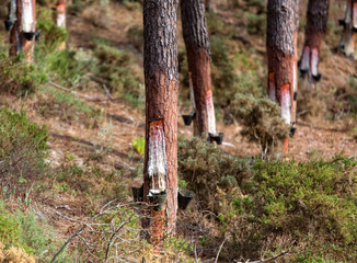 Collect Pine Resin in Plastic Containers