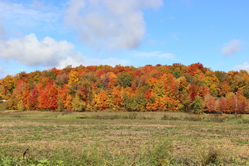 Landscape with fall foliage
