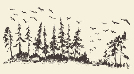 Hand drawn landscape fir forest migratory birds