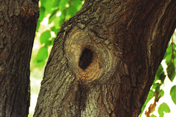 Obraz premium Tree hollow close up