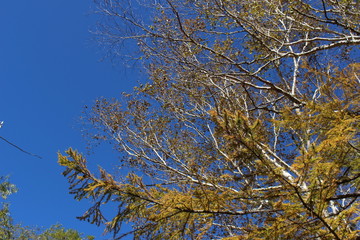 紅葉する上高地のダケカンバ