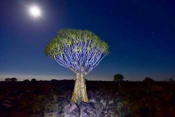Quiver Tree Forest - Nambia