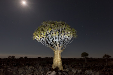 Quiver Tree Forest - Nambia