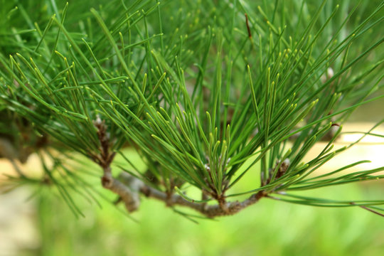 Japanese brack pine