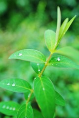 葉の上の滴