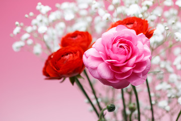 ラナンキュラス