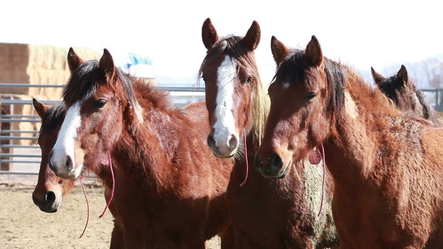 Wild Mustang horses close P HD 8872