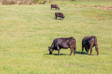 Fototapeta premium 牛の放牧