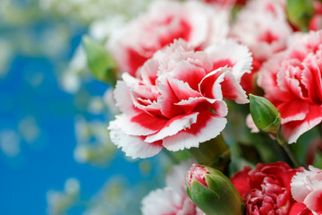 カーネーション