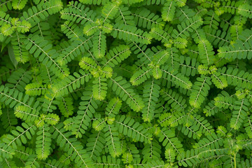Egg Woman herb plant