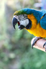 ルリコンゴウインコ