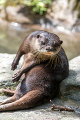 コツメカワウソ