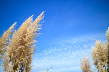 ススキと青空