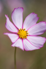 Obraz premium コスモス