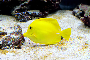 Naklejka na ściany i meble Underwater world - exotic fish in an aquarium