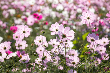 コスモス