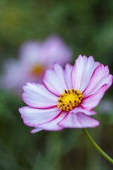 コスモス