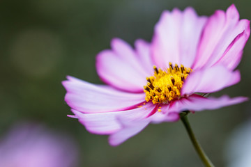 Fototapeta premium コスモス