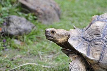 ケヅメリクガメ