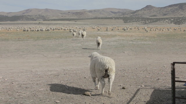Sheep running out of chute into pasteur P HD 9559