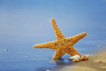 Fototapeta na wymiar Starfish on seascape background