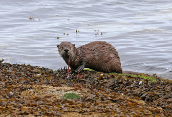 A North American river otter (Lontra canadensis) snacking on an octopus.  Shot on Gabriola Island,...