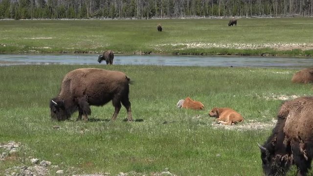 Bison herd baby calves in meadow near river Yellowstone 4K 014