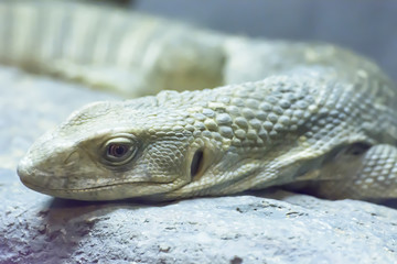 The savanna monitor take in a zoo
