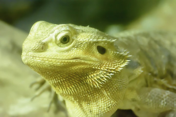 The bearded dragons take in a zoo
