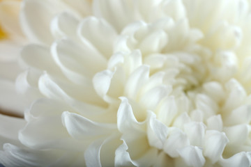 White chrysanthemum, macro